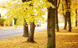 Herbst Herbst