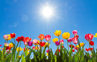 Frühling Frühling